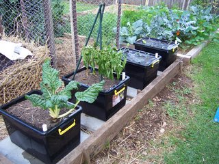 Self watering veggie containers in use